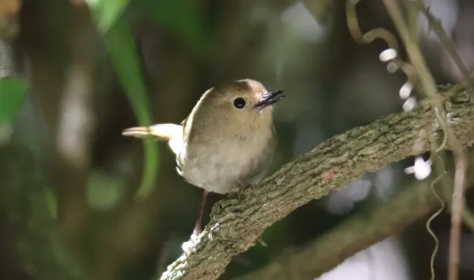 File:Long-billed Scrubwren (Sericornis magnirostra) (31257066292).jpg