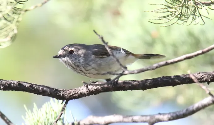 File:Inland Thornbill (Acanthiza apicalis) (31401116045).jpg