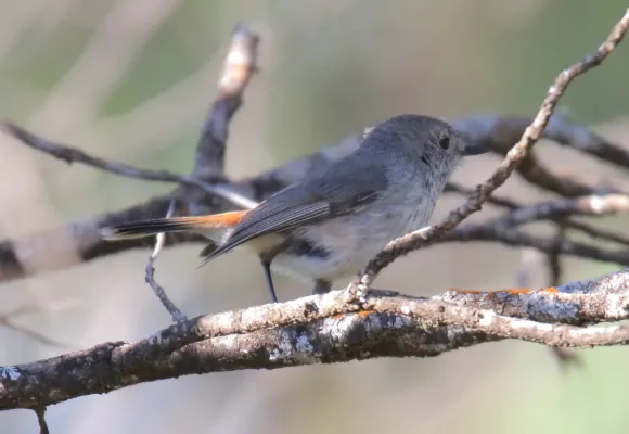 File:Inland Thornbill (Acanthiza apicalis) 5 (31401113355).jpg
