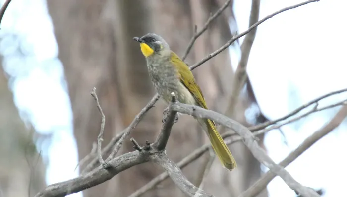 File:Yellow-troated Honeyeater (Nesoptilotis flavicollis) (31251772922).jpg