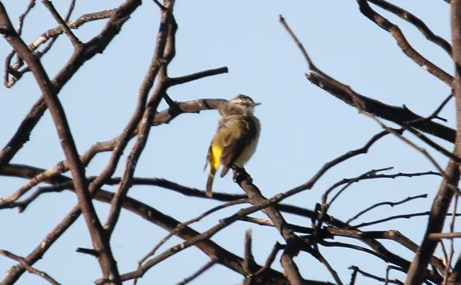 File:Yellow-rumped Thornbill (Acanthiza chrysorrhoa) (31032152180).jpg