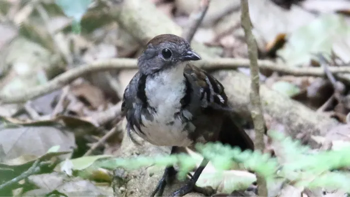 File:AustralianLogrummer (Orthonyx temminckii) (31257118462).jpg