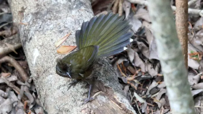 File:Eastern Whipbird (Psophodes olivaceus) (30579994944).jpg