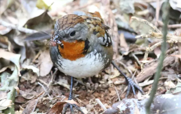 File:Australian Logrummer (Orthonyx temminckii) f (30594055403).jpg