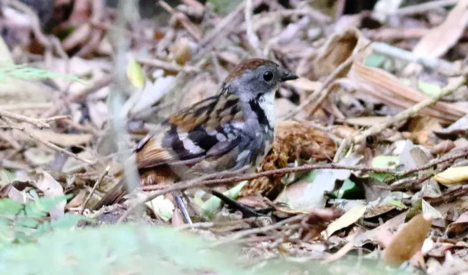File:Australian Logrummer (Orthonyx temminckii) (30594048233).jpg