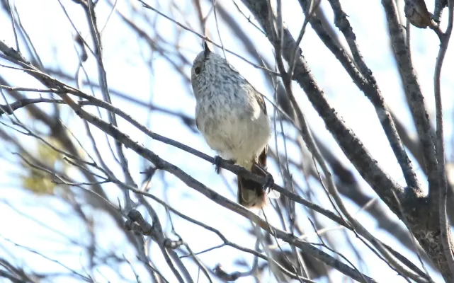 File:Striated Thornbill (Acanthiza lineata) (31032182870).jpg