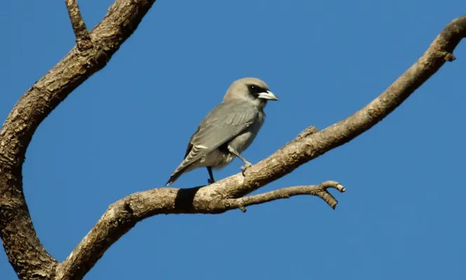 File:Black-faced Woodswallow (Artamus cinereus) (31376570556).jpg