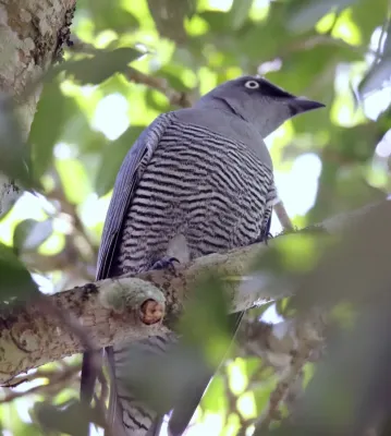File:Barred Cuckooshrike (Coracina lineata) (31412493395).jpg