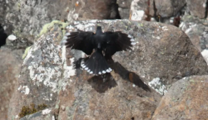 File:Black Currawong (Strepera fuliginosa) (31043241390).jpg