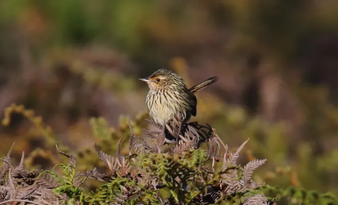 File:Striated Fieldwren (Calamanthus fuliginosus) (30580263354).jpg