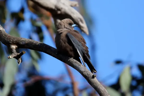 File:Dusky Woodswallow (Artamus cyanopterus) (31043197920).jpg