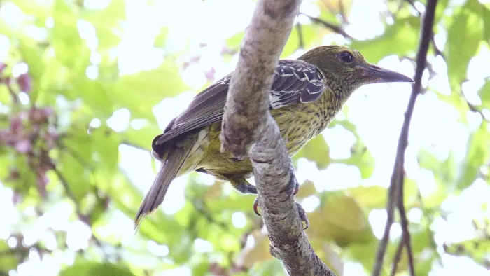 File:Green Oriole (Oriolus flavocinctus) (30609086913).jpg