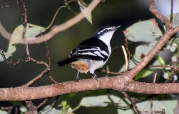 File:Varied Triller (Lalage leucomela) (30594805024).jpg
