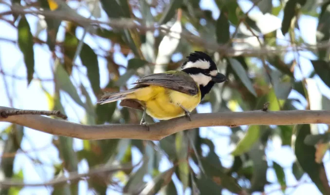 File:Crested Shrike-Tit (Falcunculus frontatus) (31412474215).jpg