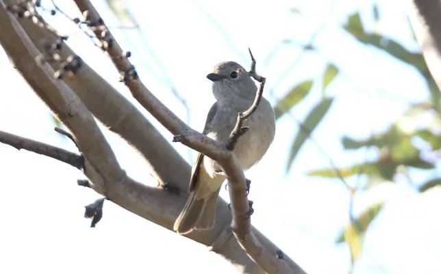 File:Gilbert's Whistler (Pachycephala inornata) (31380214646).jpg