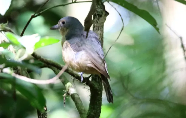 File:Bower's Shrikethrush (Colluricincla boweri) (31380235326).jpg