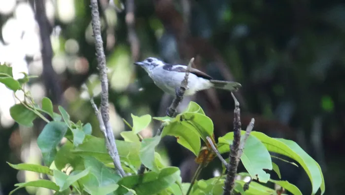 File:White-eared Monarch (Carterornis leucotis) (30594799424).jpg