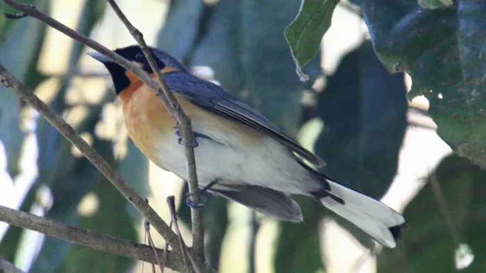 File:Spectacled Monarch (Symposiachrus trivirgatus) (30594814664).jpg