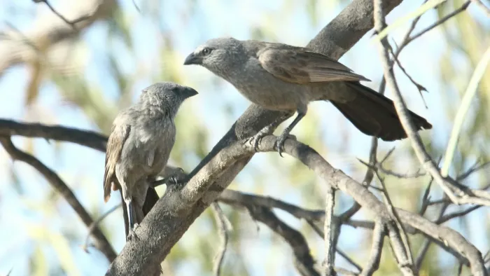 File:Apostlebird (Struthidea cinerea) (31271569992).jpg