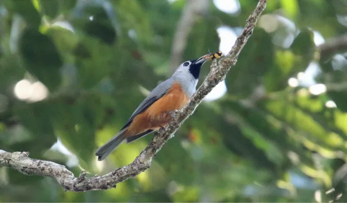 File:Black-faced Monarch (Monarcha melanopsis) (31301564961).jpg