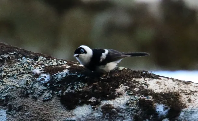 File:Pied Monarch (Arses kaupi) (31416078985).jpg
