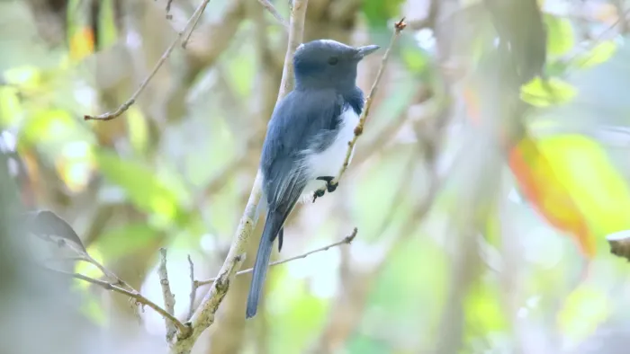 File:Leaden Flycatcher (Myiagra rubecula) (30594886894).jpg