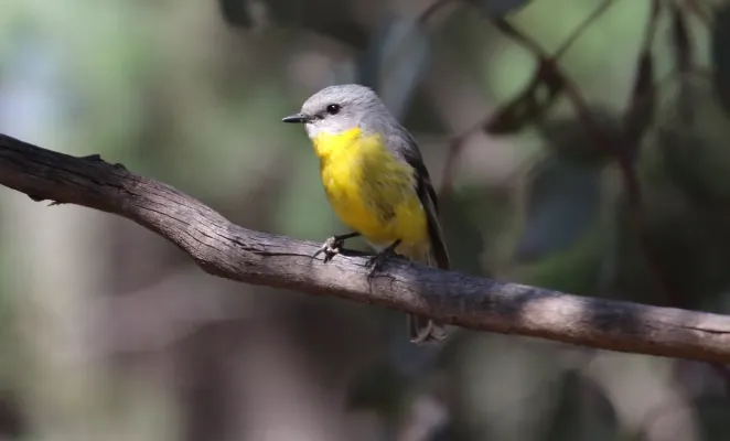 File:Eastern Yellow Robin (Eopsaltria australis) (31304456761).jpg