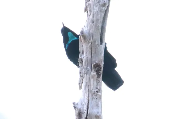 File:Paradise Riflebird (Ptiloris paradiseus) (31304388621).jpg