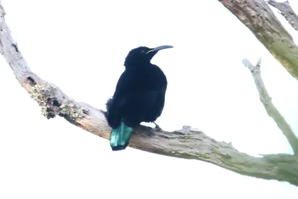 File:Paradise Riflebird (Ptiloris paradiseus) (31418919975).jpg