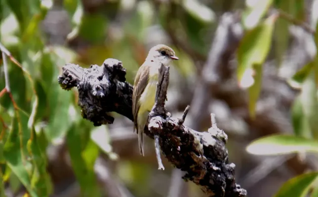 File:Lemon-bellied Flycatcher (Microeca flavigaster) (31419063075).jpg