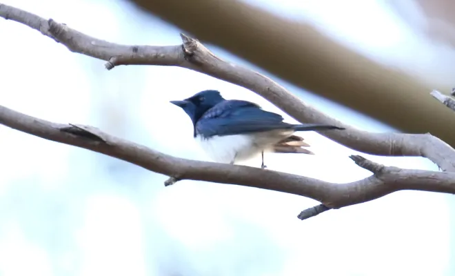 File:Satin Flycatcher (Myiagra cyanoleuca) (31271464142).jpg