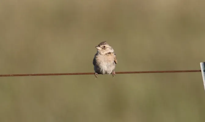 File:Australasian Bushlark (Mirafra javanica) (31293025342).jpg