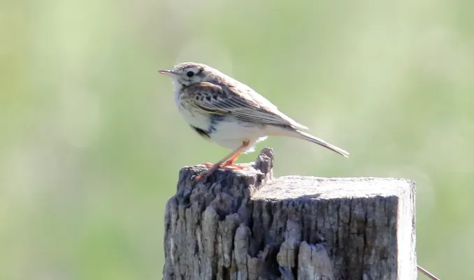 File:Australian Pipit (Anthus australis) (31401326986).jpg