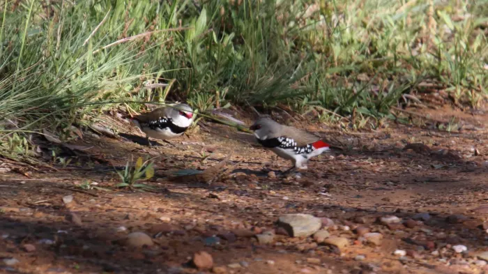 File:Diamond Firetail (Stagonopleura guttata) (31292986502).jpg