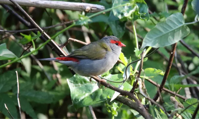 File:Red-browed Firetail (Neochmia temporalis) (30616215214).jpg