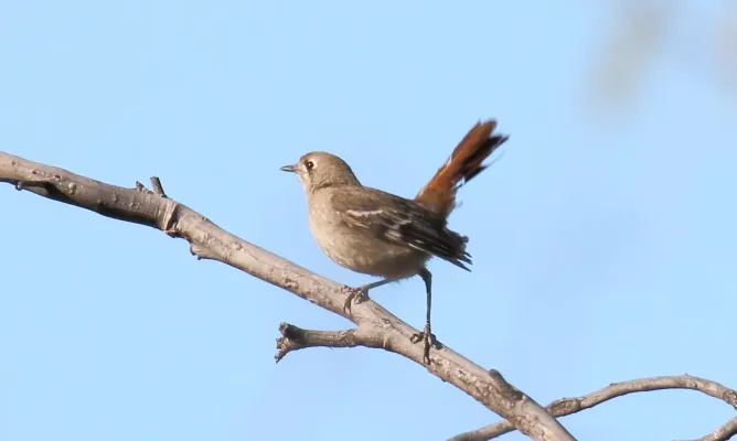 File:Southern Scrub-Robin (Drymodes brunneopygia) (31418872405).jpg