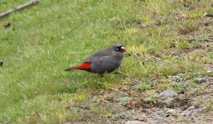 File:Beautiful Firetail (Stagonopleura bella) (31401318116).jpg