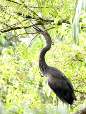 File:Great-billed Heron (Ardea sumatrana) (31343298675).jpg