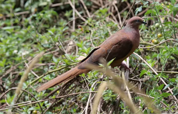 File:Brown Cuckoo-Dove (Macropygia phasianella) (31247030151).jpg