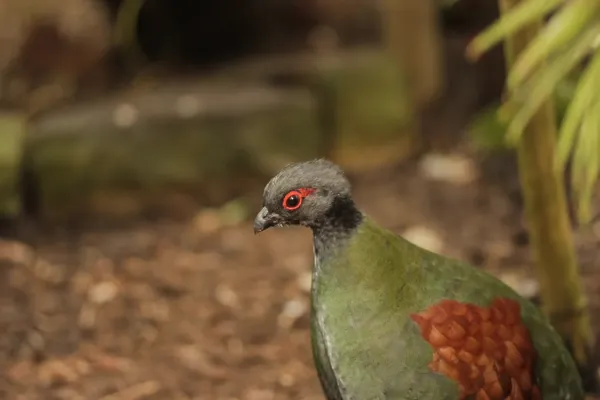 File:Crested Partridge - Rollulus rouloul (33379520266).jpg