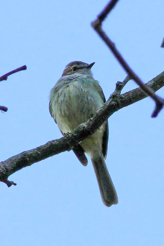 File:Jamaican Elaenia (Myiopagis cotta) (8082113608).jpg