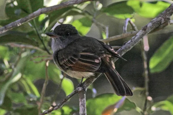 File:Rufous-tailed Flycatcher (Myiarchus validus) (8082112908).jpg