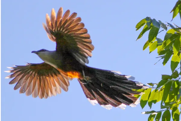 File:Chestnut-bellied Cuckoo (Coccyzus pluvialis) (8082121207).jpg