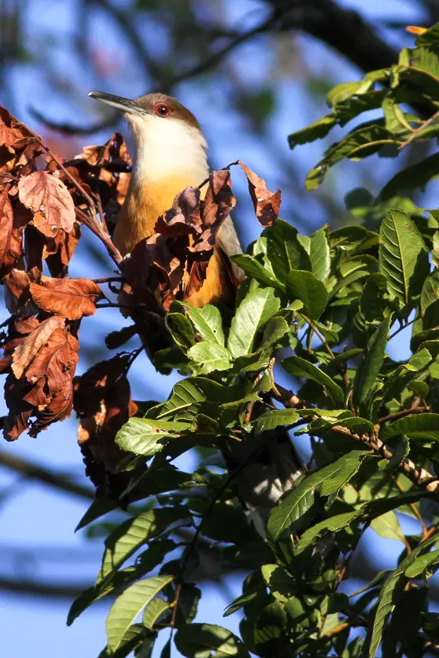 File:Jamaican Lizard-Cuckoo (Coccyzus vetula) (8082114138).jpg