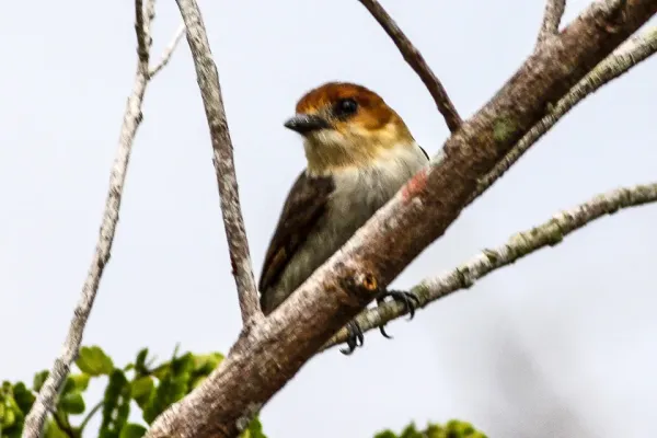 File:Jamaican Becard (Pachyramphus niger) (8082119914).jpg