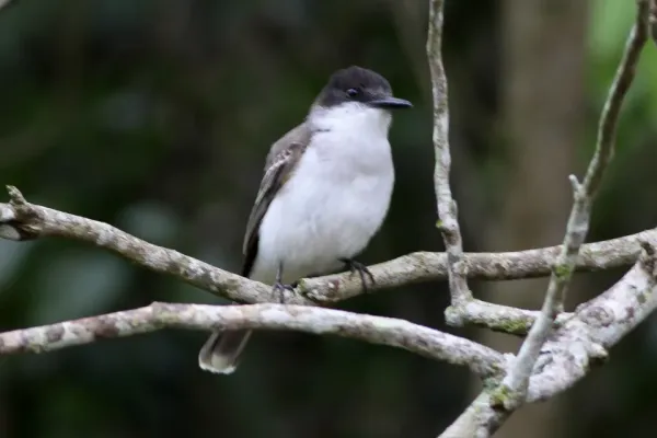 File:Loggerhead Kingbird (Tyrannus caudifasciatus) (8082126115).jpg