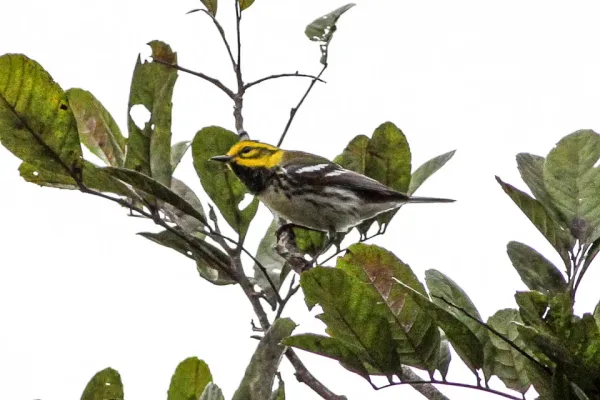 File:Black-throated Green Warbler (Setophaga virens) (8082120818).jpg