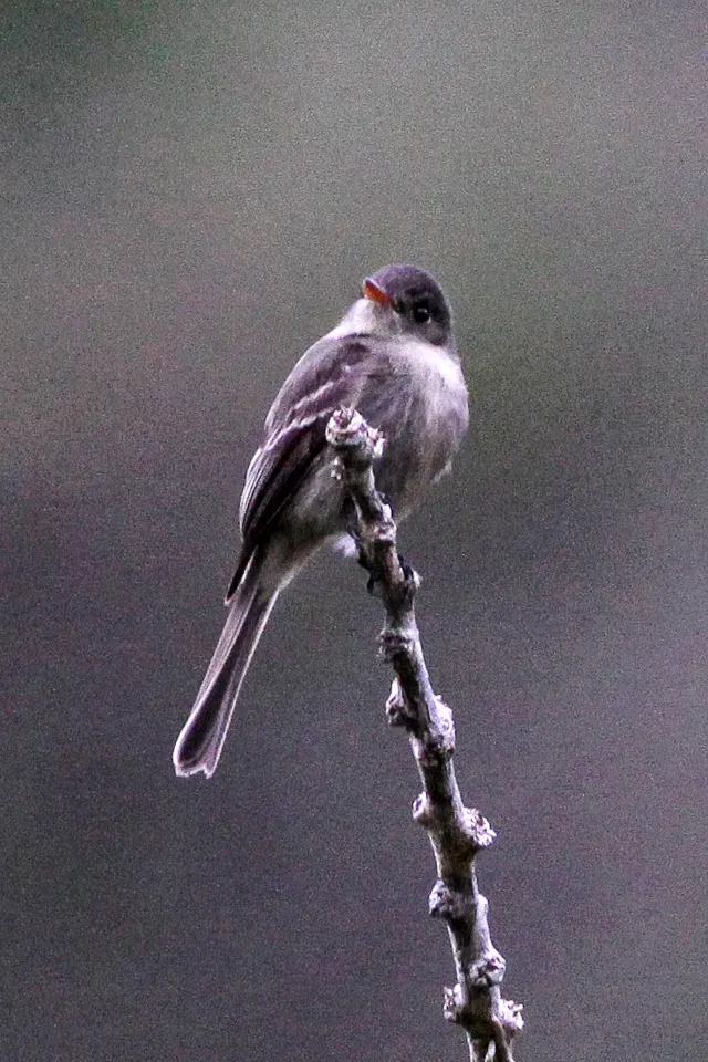 File:Jamaican Pewee (Contopus pallidus) (8082121084).jpg