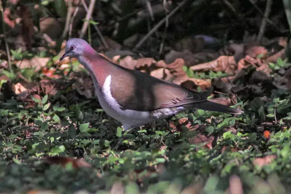 File:Caribbean Dove (Leptotila jamaicensis) (8082116136).jpg