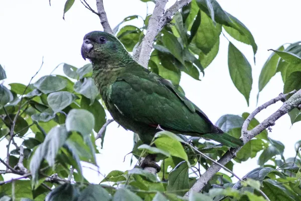 File:Black-billed Amazon (Amazona agilis) (8082122834).jpg